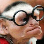 monkey_glasses