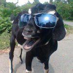 Funny-Goat-In-Sun-Glasses-And-Smiling-Face-Meme