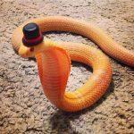 Snake-With-Hat-Funny-Image