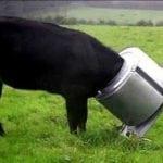 676-Funny-Cow-14