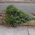 christmas tree disposal