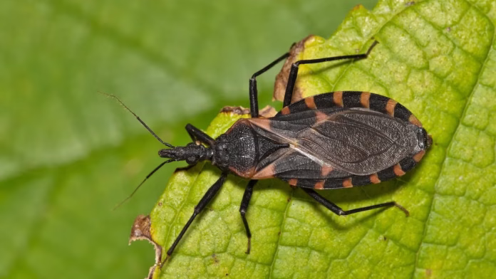kissing-bug-chagas-disease