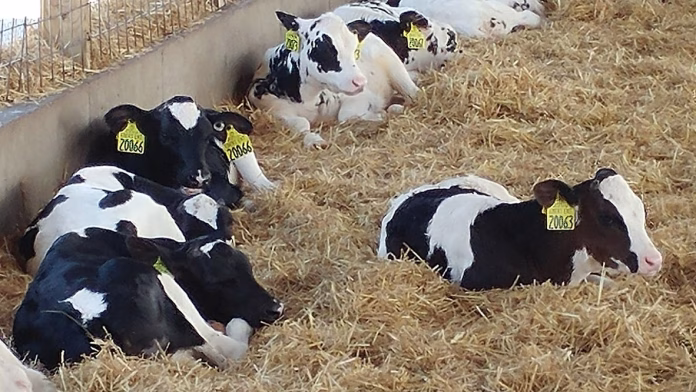 Calves-resting-at-Ebert-Enterprises-during-Wisconsin-Farm-Technology-Days-2017