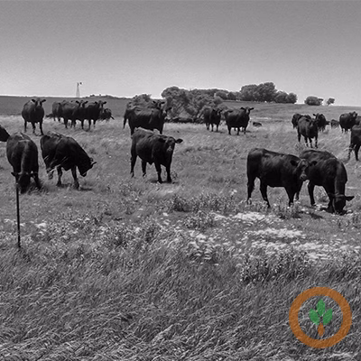 Cattle-Grazing-400x400