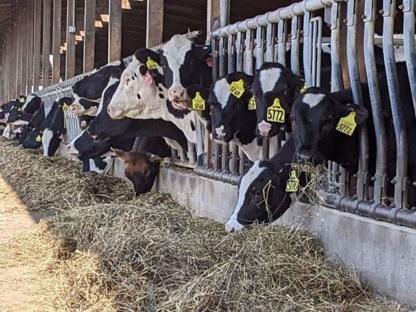 Dairy-cows-feed-bunk_Horning-Farms-Michigan_2023_NH-e1693252860941