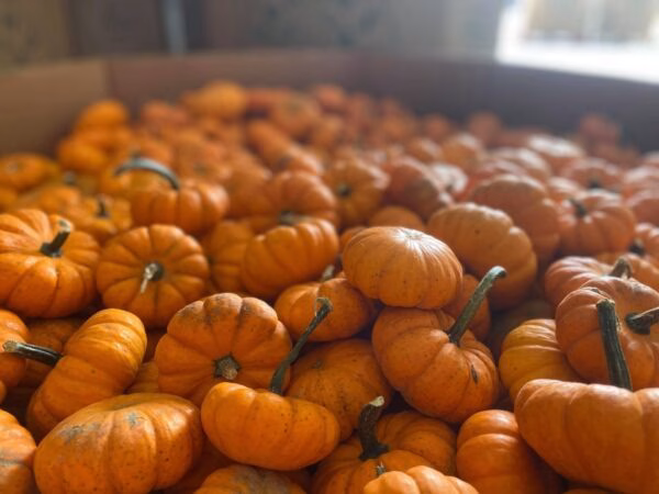 Pumpkins-Frey-e1760556339424