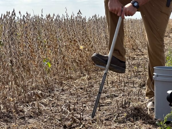 SCN-soil-test-2-e1697212043463