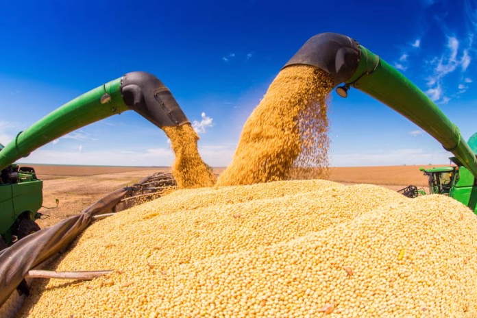 Soybean-Harvest-3