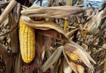 New trade frameworks offering little support for corn market