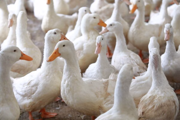 farm free range goose
