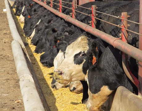 cattle-at-feedbunk-isu-5-19