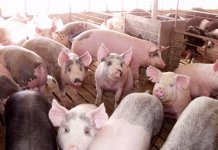 OSU expert says proper ventilation is key to protecting swine health throughout the winter