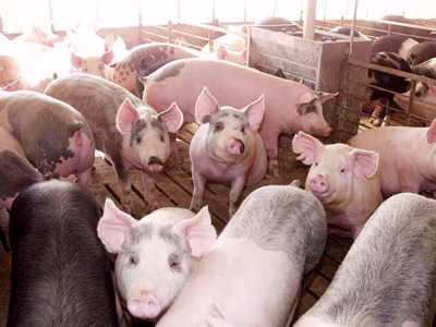 050718_swine_md