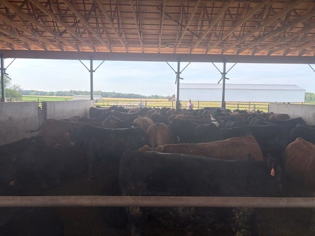 250717_cattle_md