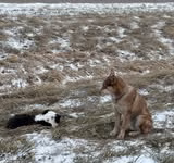 Deputies Ask Public’s Help After Dog Hit Near County Line