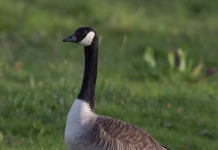 Avian Influenza Confirmed in the Area