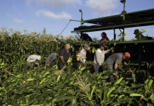 Ag labor shortages cause higher food prices, study finds