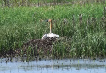 Iowa Trumpeter Swan Nesting Reaches Modern-Era High in 2025