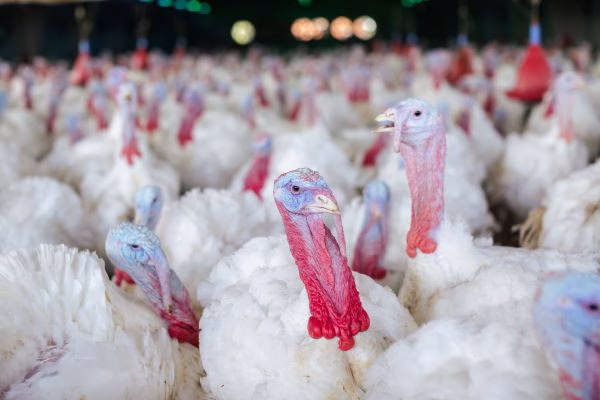 CommercialTurkey