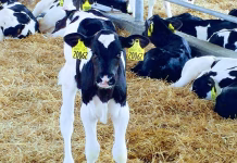 New opportunities for old dairy farms