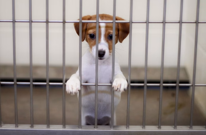Dog-in-kennel