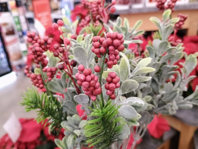 Holly-and-berries-Radio-Iowa-photo-980x735