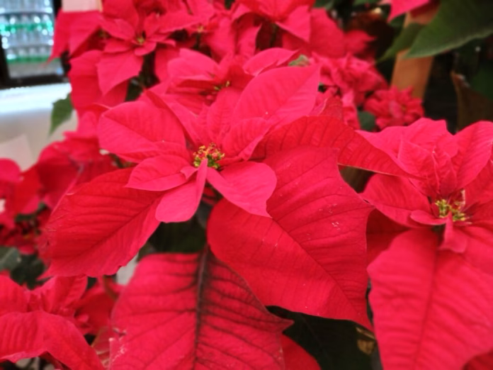 Poinsettias-Radio-Iowa-photo-980x735
