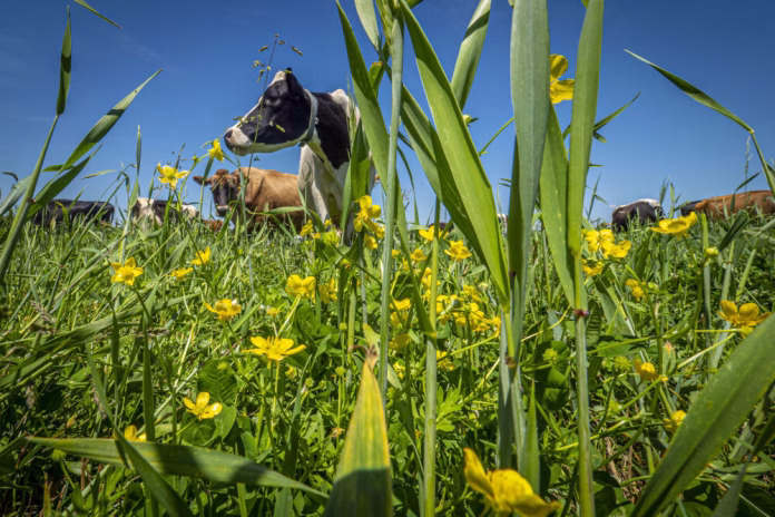 cow-with-pasture-e1754084041794