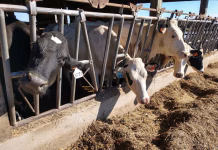 Reviewing biosecurity plan more important than ever