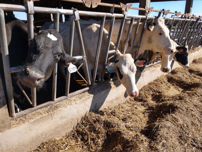 dairy-cows-Brody-Stapel-herd