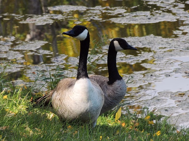 geese-1259638_640