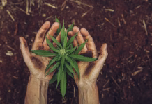 Trump ‘very strongly’ considering loosening federal marijuana regulations