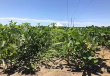 Weed control lessons from 2025 shaping 2026 strategies