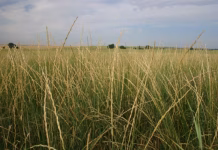 Farm Crisis 2.0? Corn growers say taking out production would hurt rural economies