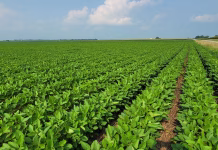 2025 Beck’s PFR data shows yield boost with applying nitrogen in soybeans