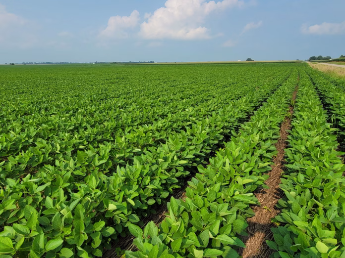 250723_agoro_soybeans_md