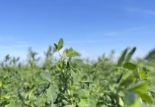 Low grain prices could push farmers to plant more alfalfa