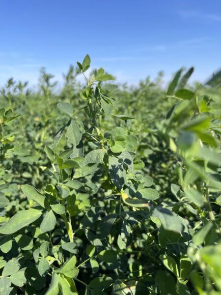 Alfalfa-e1729620682642