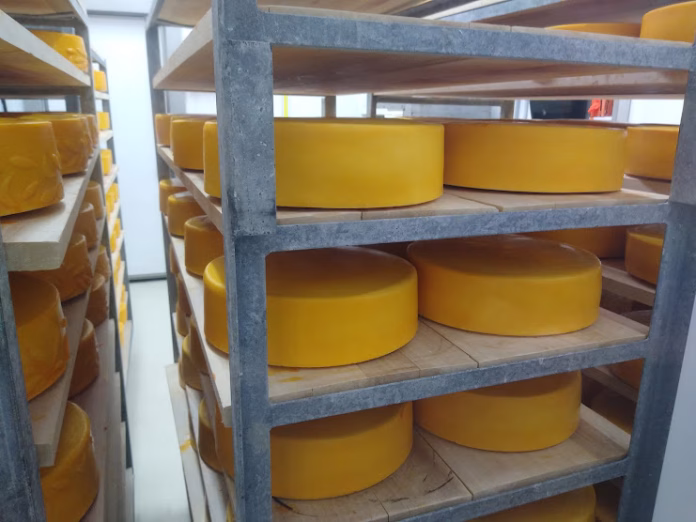 Cheese-wheels-b