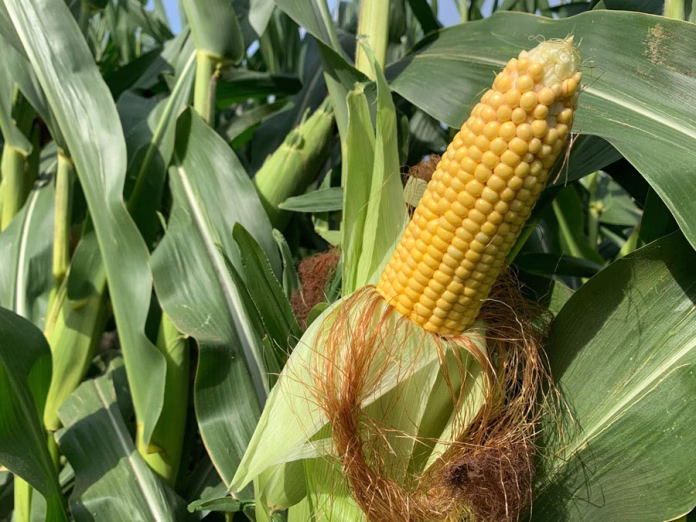 Corn-Brownfield-photo