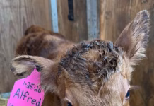 Eastern Iowa cattle producer says winter calving in full swing amid bitter cold