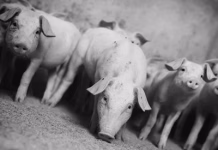 Resiliency drives Iowa Pork Producers’ legislative goals for 2026