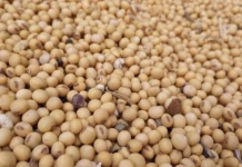 Weak Chinese buying and South American weather keep soybean prices steady heading into the new year