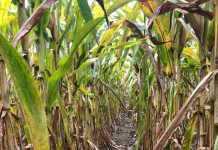 ISU agronomist says 2025 southern rust outbreak offers lessons