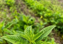 Glufosinate-resistant waterhemp discovery doesn’t surprise agronomist