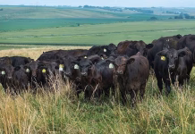 Iowa Cattlemen’s Association pushes for farm bill with strong conservation, grazing provisions