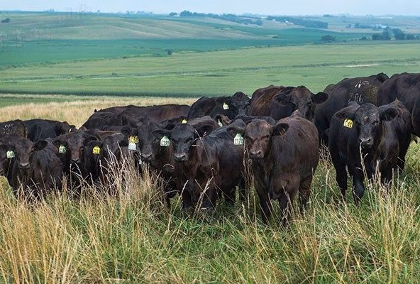 crp-acres-grazing-iowa-farm-bureau