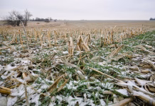 Cover Crop and Soil Health Workshop to be Held in Mount Pleasant