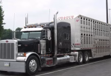 Snow, cold temperatures may add strain to pork supply chain