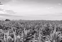 U.S. makes modest changes to U.S. corn, wheat ending stocks